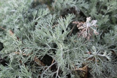 Deniz Wormwood veya Artemisia Maritima