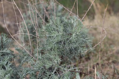 Deniz Wormwood veya Artemisia Maritima