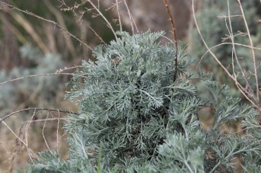 Deniz Wormwood veya Artemisia Maritima