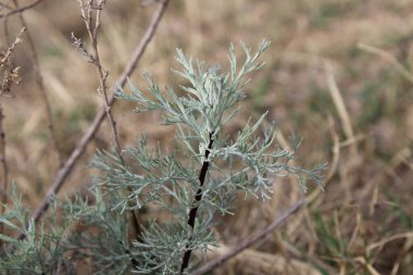 Deniz Wormwood veya Artemisia Maritima