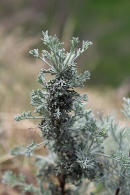 Deniz Wormwood veya Artemisia Maritima