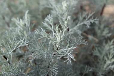 Deniz Wormwood veya Artemisia Maritima