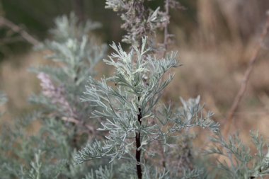 Deniz Wormwood veya Artemisia Maritima