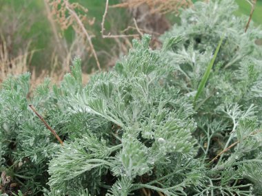 Deniz Wormwood veya Artemisia Maritima