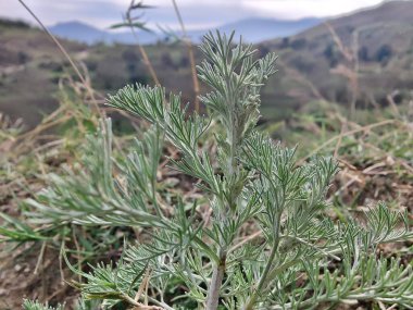 Deniz Wormwood veya Artemisia Maritima