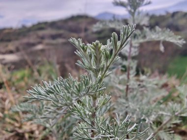 Deniz Wormwood veya Artemisia Maritima