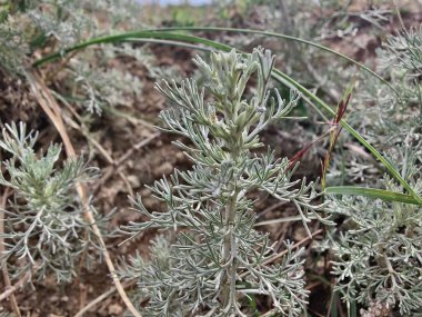Deniz Wormwood veya Artemisia Maritima