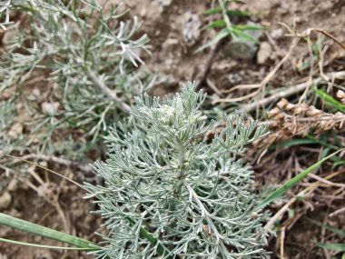 Deniz Wormwood veya Artemisia Maritima