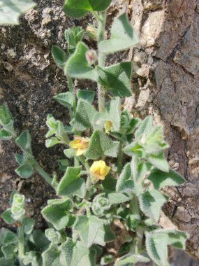 Yuvarlak Kanserotu veya Kickxia Spuria