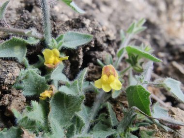 Yuvarlak Kanserotu veya Kickxia Spuria