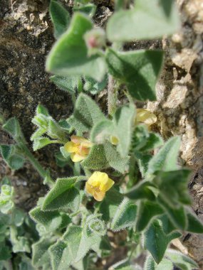 Yuvarlak Kanserotu veya Kickxia Spuria