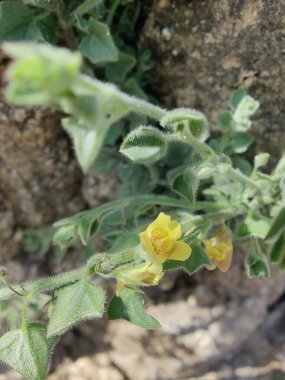 Yuvarlak Kanserotu veya Kickxia Spuria