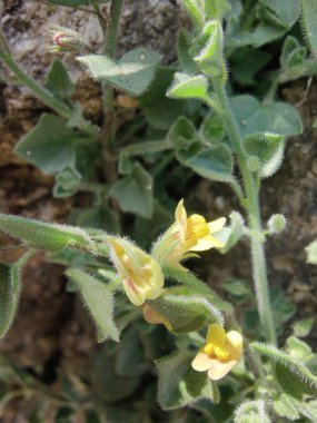 Yuvarlak Kanserotu veya Kickxia Spuria