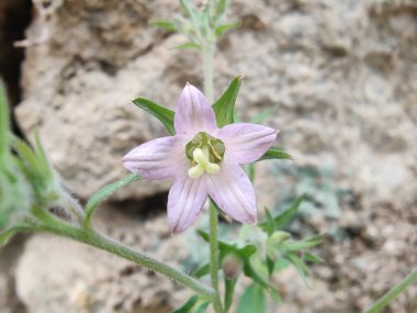 Çan çiçekleri ya da Campanula Cana çiçekleri. 