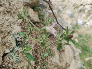 Çan çiçekleri ya da Campanula Cana çiçekleri. 
