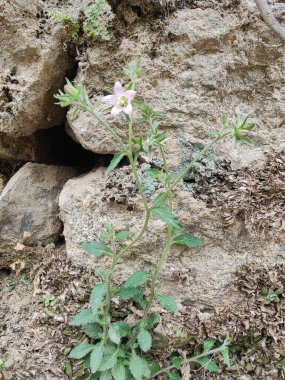 Çan çiçekleri ya da Campanula Cana çiçekleri. 