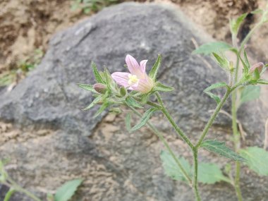 Çan çiçekleri ya da Campanula Cana çiçekleri. 