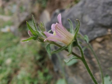 Çan çiçekleri ya da Campanula Cana çiçekleri. 