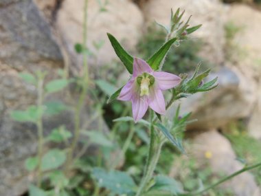 Çan çiçekleri ya da Campanula Cana çiçekleri. 
