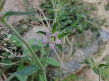 Çan çiçekleri ya da Campanula Cana çiçekleri. 
