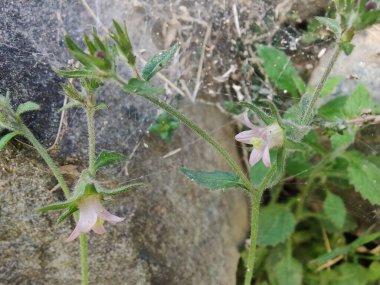 Çan çiçekleri ya da Campanula Cana çiçekleri. 