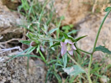 Çan çiçekleri ya da Campanula Cana çiçekleri. 