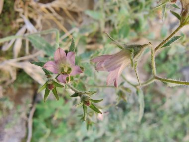 Çan çiçekleri ya da Campanula Cana çiçekleri. 