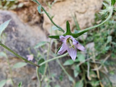 Çan çiçekleri ya da Campanula Cana çiçekleri. 