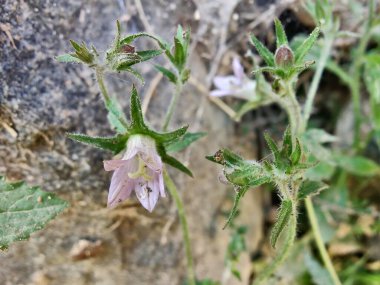 Çan çiçekleri ya da Campanula Cana çiçekleri. 