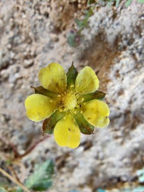 Potentilla hebiichigo, Cinquefoils veya ahududu sarısı çiçekler 