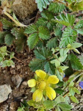 Potentilla hebiichigo, Cinquefoils veya ahududu sarısı çiçekler 
