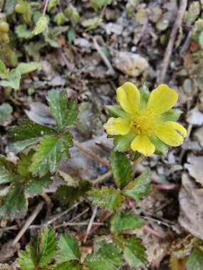Potentilla hebiichigo, Cinquefoils veya ahududu sarısı çiçekler 