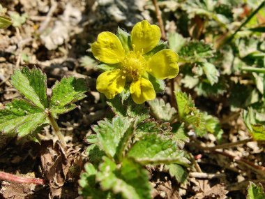 Potentilla hebiichigo, Cinquefoils veya ahududu sarısı çiçekler 