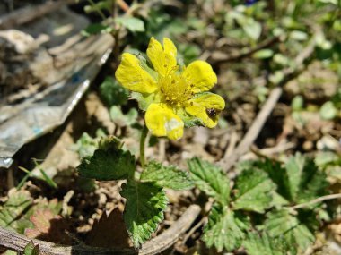 Potentilla hebiichigo, Cinquefoils veya ahududu sarısı çiçekler 