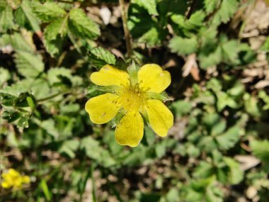 Potentilla hebiichigo, Cinquefoils veya ahududu sarısı çiçekler 
