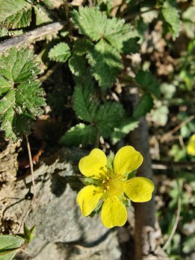 Potentilla hebiichigo, Cinquefoils veya ahududu sarısı çiçekler 