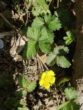 Potentilla hebiichigo, Cinquefoils veya ahududu sarısı çiçekler 