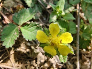 Potentilla hebiichigo, Cinquefoils veya ahududu sarısı çiçekler 