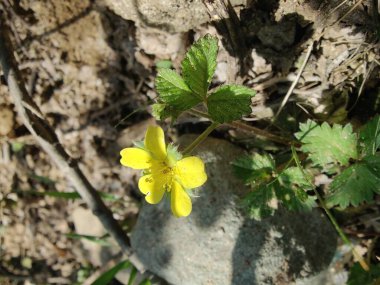 Potentilla hebiichigo, Cinquefoils veya ahududu sarısı çiçekler 