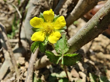 Potentilla hebiichigo, Cinquefoils veya ahududu sarısı çiçekler 