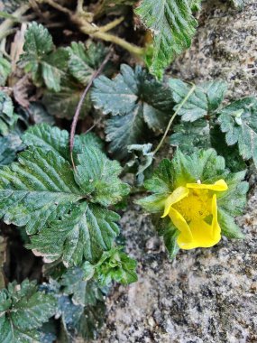 Potentilla hebiichigo, Cinquefoils veya ahududu sarısı çiçekler 