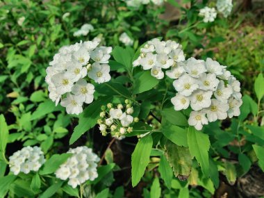 Bridalreath Spirea, Cape May Bush veya Spiraea Cantoniensis beyaz çiçekleri 