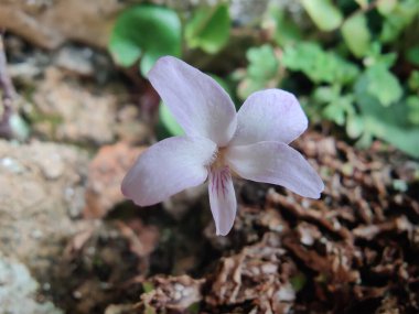 Viola mandshurica, kuzeydoğu menekşesi veya Viola obtusa