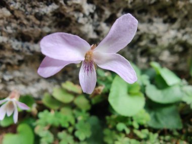 Viola mandshurica, kuzeydoğu menekşesi veya Viola obtusa