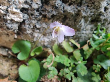 Viola mandshurica, kuzeydoğu menekşesi veya Viola obtusa