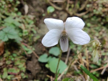 Viola mandshurica, kuzeydoğu menekşesi veya Viola obtusa