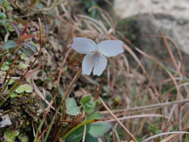 Viola mandshurica, kuzeydoğu menekşesi veya Viola obtusa