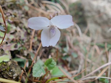 Viola mandshurica, kuzeydoğu menekşesi veya Viola obtusa