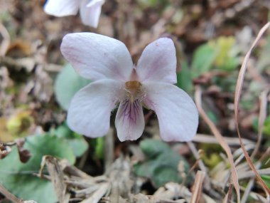Viola mandshurica, kuzeydoğu menekşesi veya Viola obtusa