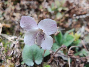 Viola mandshurica, kuzeydoğu menekşesi veya Viola obtusa